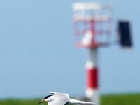 Sterna hirundo 135, Visdief, adult, Saxifraga-Theo Verstrael