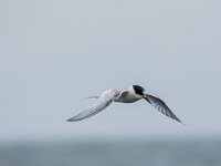 Sterna hirundo 136, Visdief, adult, winter plumage, Saxifraga-Theo Verstrael