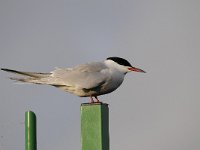 Sterna hirundo 94, Visdief, Saxifraga-Luuk Vermeer