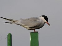 Sterna hirundo 98, Visdief, Saxifraga-Luuk Vermeer