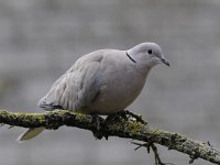 Streptopelia decaocto 22, Turkse tortel, Saxifraga-Luuk Vermeer