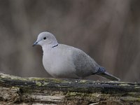 Streptopelia decaocto 31, Turkse tortel, Saxifraga-Luuk Vermeer