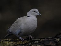 Streptopelia decaocto 39, Turkse tortel, Saxifraga-Luuk Vermeer