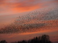 Sturnus vulgaris 100, Spreeuw, Saxifraga-Luuk Vermeer