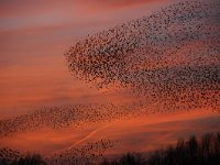 Sturnus vulgaris 106, Spreeuw, Saxifraga-Luuk Vermeer