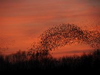 Sturnus vulgaris 112, Spreeuw, Saxifraga-Luuk Vermeer