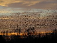 Sturnus vulgaris 116, Spreeuw, Saxifraga-Luuk Vermeer