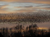 Sturnus vulgaris 119, Spreeuw, Saxifraga-Luuk Vermeer