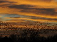 Sturnus vulgaris 122, Spreeuw, Saxifraga-Luuk Vermeer