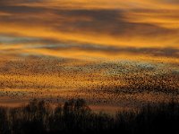 Sturnus vulgaris 123, Spreeuw, Saxifraga-Luuk Vermeer