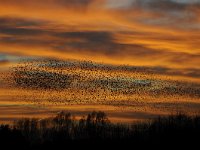 Sturnus vulgaris 125, Spreeuw, Saxifraga-Luuk Vermeer