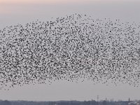 Sturnus vulgaris 127, Spreeuw, Saxifraga-Luuk Vermeer