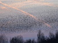 Sturnus vulgaris 134, Spreeuw, Saxifraga-Luuk Vermeer