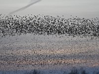 Sturnus vulgaris 139, Spreeuw, Saxifraga-Luuk Vermeer