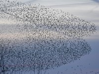 Sturnus vulgaris 143, Spreeuw, Saxifraga-Luuk Vermeer