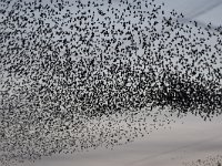 Sturnus vulgaris 144, Spreeuw, Saxifraga-Luuk Vermeer