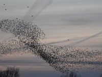 Sturnus vulgaris 149, Spreeuw, Saxifraga-Luuk Vermeer