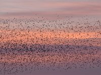 Sturnus vulgaris 156, Spreeuw, Saxifraga-Luuk Vermeer