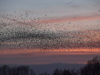 Sturnus vulgaris 161, Spreeuw, Saxifraga-Luuk Vermeer