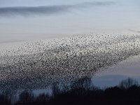 Sturnus vulgaris 166, Spreeuw, Saxifraga-Luuk Vermeer