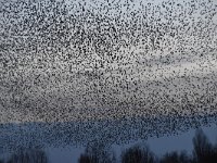 Sturnus vulgaris 172, Spreeuw, Saxifraga-Luuk Vermeer