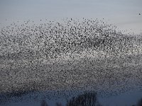 Sturnus vulgaris 175, Spreeuw, Saxifraga-Luuk Vermeer