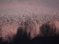 Sturnus vulgaris 179, Spreeuw, Saxifraga-Luuk Vermeer