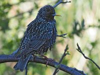 Sturnus vulgaris 186, Spreeuw, Saxifraga-Hans Dekker