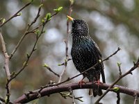 Sturnus vulgaris 190, Spreeuw, Saxifraga-Hans Dekker