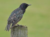 Sturnus vulgaris 193, Spreeuw, Saxifraga-Tom Heijnen