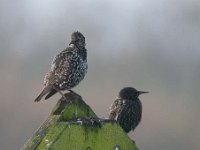 Sturnus vulgaris 68, Spreeuw, Saxifraga-Luuk Vermeer