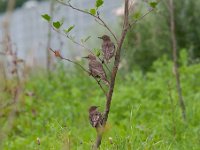 Sturnus vulgaris 71, Spreeuw, Saxifraga-Luuk Vermeer