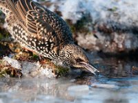 Sturnus vulgaris 73, Spreeuw, Saxifraga-Luuk Vermeer