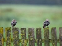 Sturnus vulgaris 74, Spreeuw, Saxifraga-Luuk Vermeer