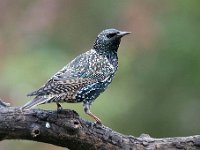 Sturnus vulgaris 77, Spreeuw, Saxifraga-Luuk Vermeer