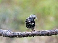 Sturnus vulgaris 78, Spreeuw, Saxifraga-Luuk Vermeer