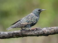 Sturnus vulgaris 85, Spreeuw, Saxifraga-Luuk Vermeer