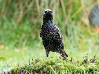 Sturnus vulgaris 86, Spreeuw, Saxifraga-Luuk Vermeer