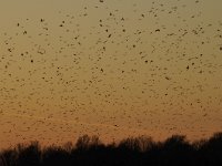 Sturnus vulgaris 94, Spreeuw, Saxifraga-Luuk Vermeer