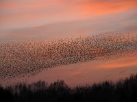 Sturnus vulgaris 99, Spreeuw, Saxifraga-Luuk Vermeer