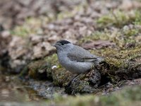 Sylvia atricapilla 30, Zwartkop, Saxifraga-Luuk Vermeer