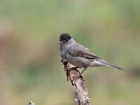 Sylvia atricapilla 38, Zwartkop, Saxifraga-Luuk Vermeer