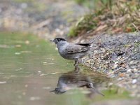 Sylvia atricapilla 62, Zwartkop, Saxifraga-Luuk Vermeer