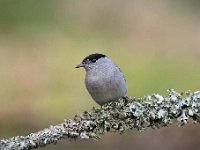 Sylvia atricapilla 65, Zwartkop, Saxifraga-Luuk Vermeer