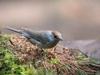 Sylvia atricapilla 81, Zwartkop, Saxifraga-Luuk Vermeer