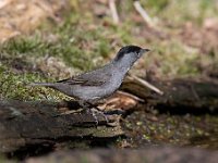 Sylvia atricapilla 96, Zwartkop, Saxifraga-Luuk Vermeer