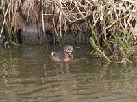 Tachybaptus ruficollis 18, Dodaars, Saxifraga-Luuk Vermeer