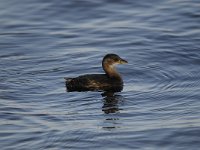 Tachybaptus ruficollis 20, Dodaars, Saxifraga-Luuk Vermeer