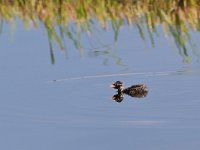 Tachybaptus ruficollis 29, Dodaars, Saxifraga-Tom Heijnen