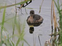 Tachybaptus ruficollis 31, Dodaars, Saxifraga-Tom Heijnen